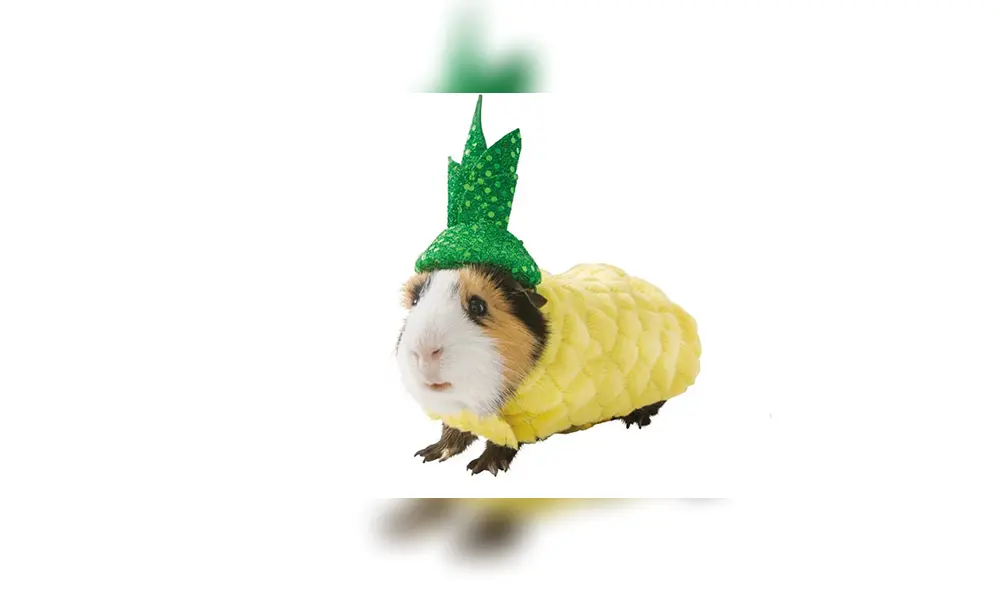 Disfraces para cuyes desatan furor en Internet y todos quieren obtenerlos [FOTOS]