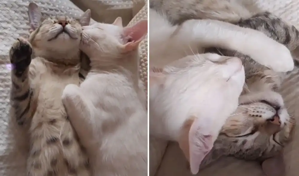 Desliza hacia la izquierda para ver más imágenes sobre esta cautivadora escena. Foto: captura de TikTok Desliza hacia la izquierda para ver más imágenes sobre esta cautivadora escena. Foto: captura de TikTok