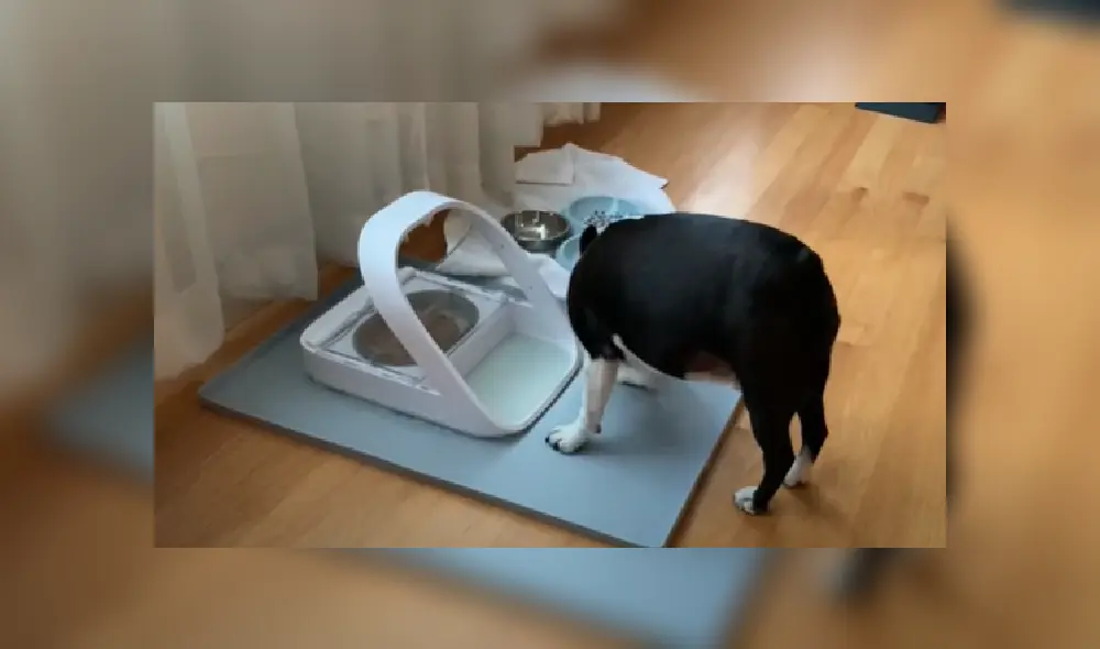 El resignado perro tuvo que irse sin poder probar un poco de la comida del gato. Desliza hacia la izquierda para ver más imágenes de la escena. El resignado perro tuvo que irse sin poder probar un poco de la comida del gato. Desliza hacia la izquierda para ver más imágenes de la escena.