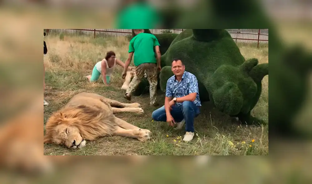 León 'perezoso' arruina fotografía de turistas que hacían safari al quedarse dormido en todo el tour.