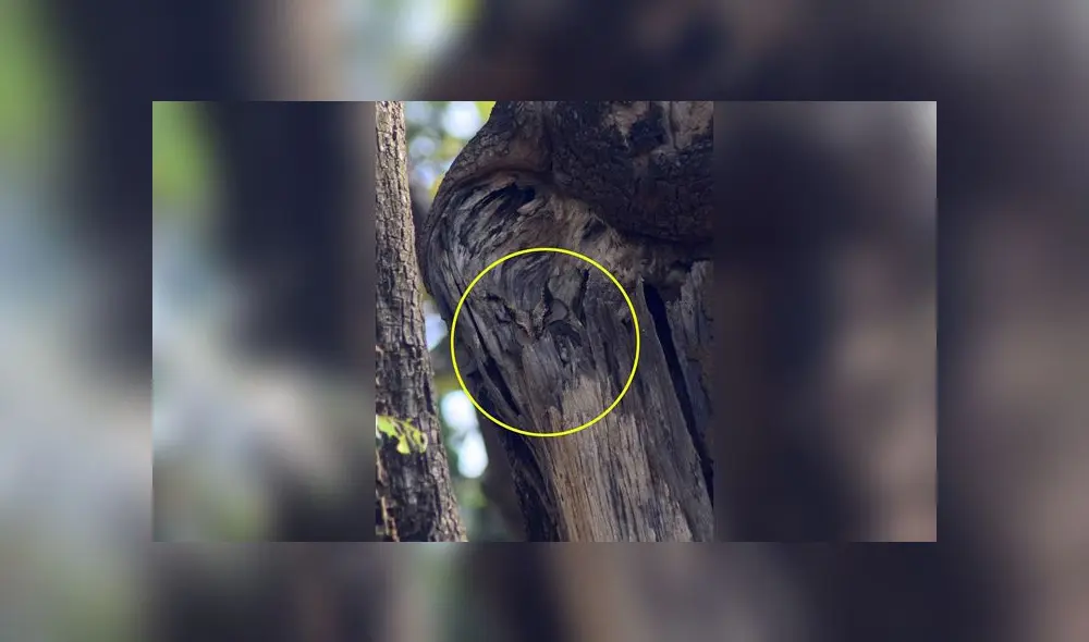 Desliza las imágenes para ver el lugar exacto en que esta astuta ave se encuentra oculta. Foto: Varun Jain/Twitter