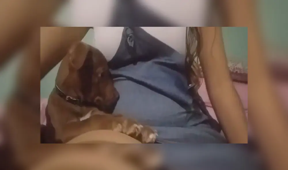 En Facebook, un perro bebé quedó sorprendido al sentir los movimientos de a barriga de su dueña.