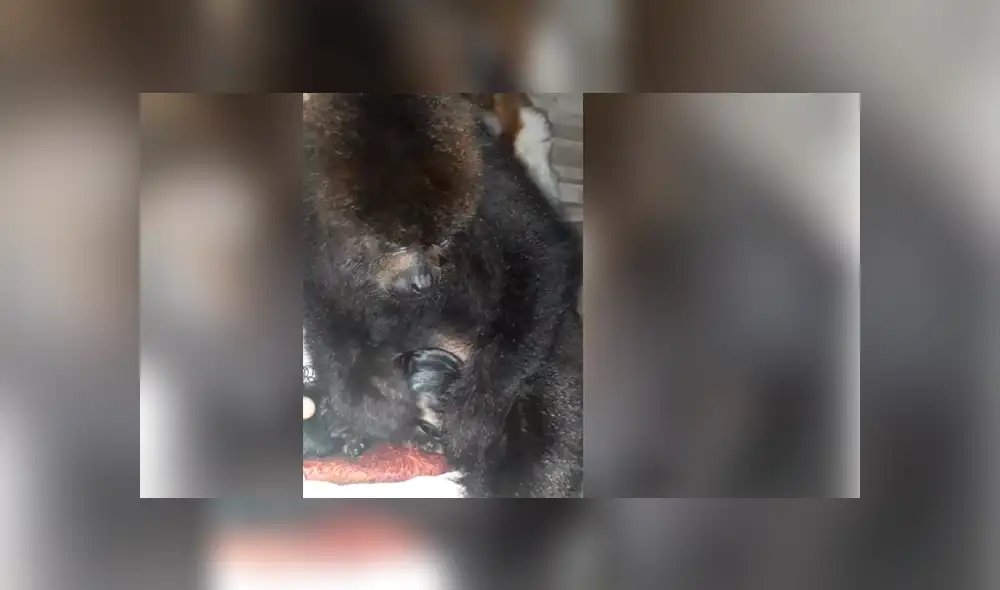 YouTube viral: mono ve a un perro por primera vez y su reacción conmueve a todos [VIDEO]