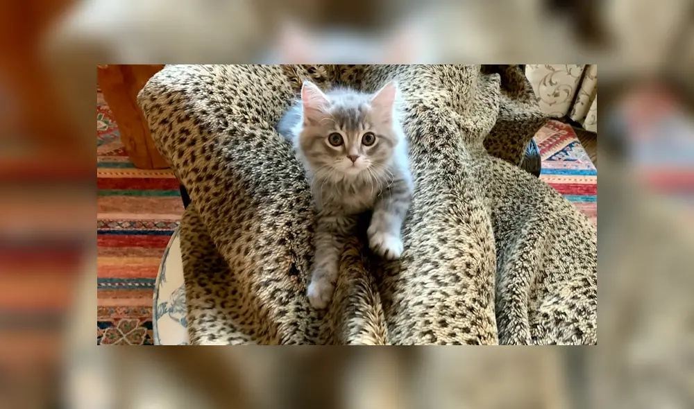 El gatito recibe el amor de sus dueños quienes están muy felices con los resultados de la clonación. Foto: SWNS El gatito recibe el amor de sus dueños quienes están muy felices con los resultados de la clonación. Foto: SWNS