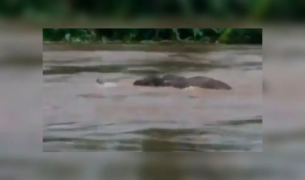 Las lluvias en la India generaron el desborde del río Kutipuzha. Foto: Captura/Twitter Las lluvias en la India generaron el desborde del río Kutipuzha. Foto: Captura/Twitter