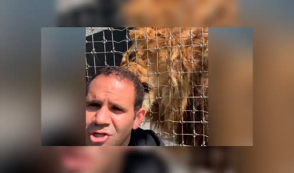 Desliza hacia la izquierda para ver la reacción que tuvo el enorme león con su cuidador. Video es viral en YouTube. Desliza hacia la izquierda para ver la reacción que tuvo el enorme león con su cuidador. Video es viral en YouTube.
