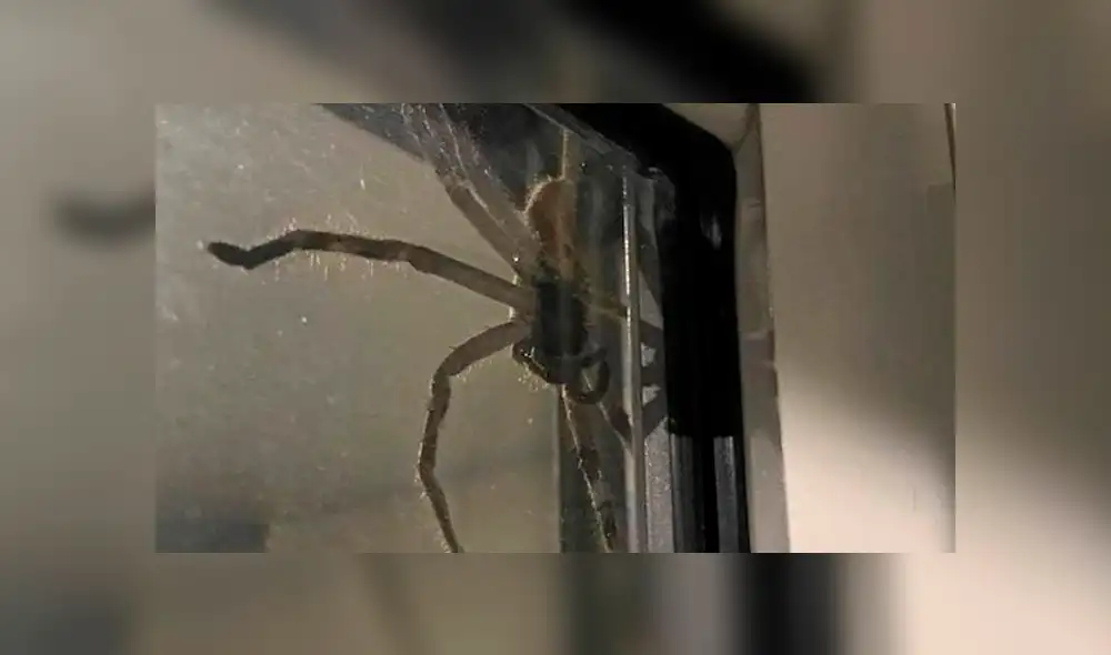 Los gritos de hombre con terror a las arañas desató fuerte operativo policial en Australia Los gritos de hombre con terror a las arañas desató fuerte operativo policial en Australia