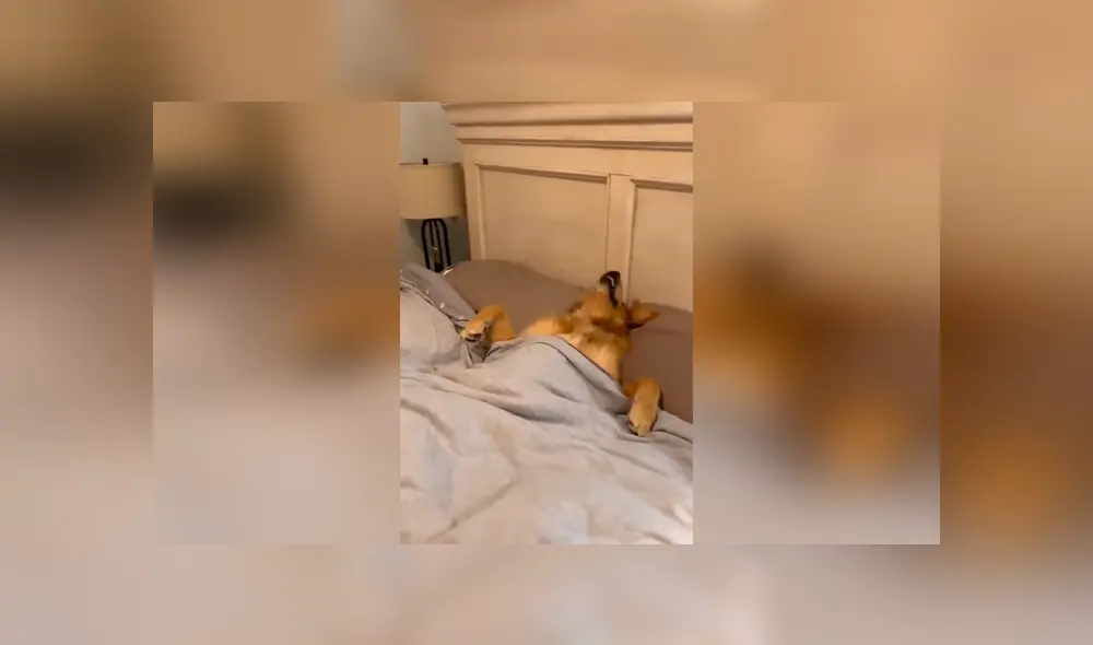 Desliza las imágenes para apreciar la travesura de un perro al aprovechar la ausencia de su dueño en casa. Foto: Captura.