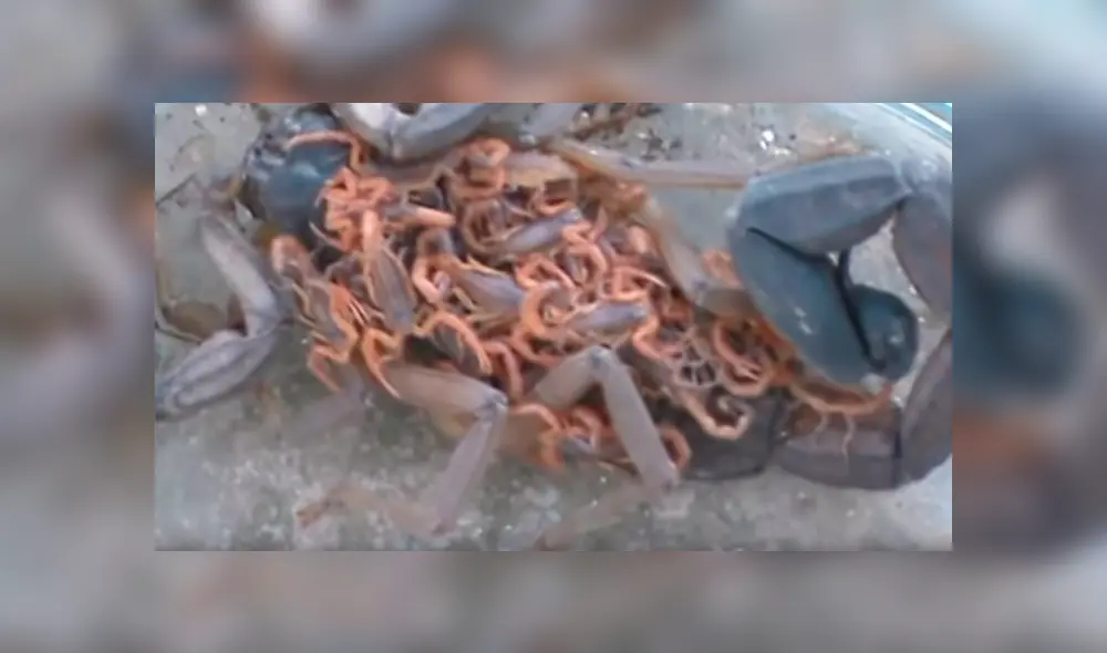 YouTube viral: graban momento en que cientos de crías de mamá alacrán mutan de piel y video causa terror