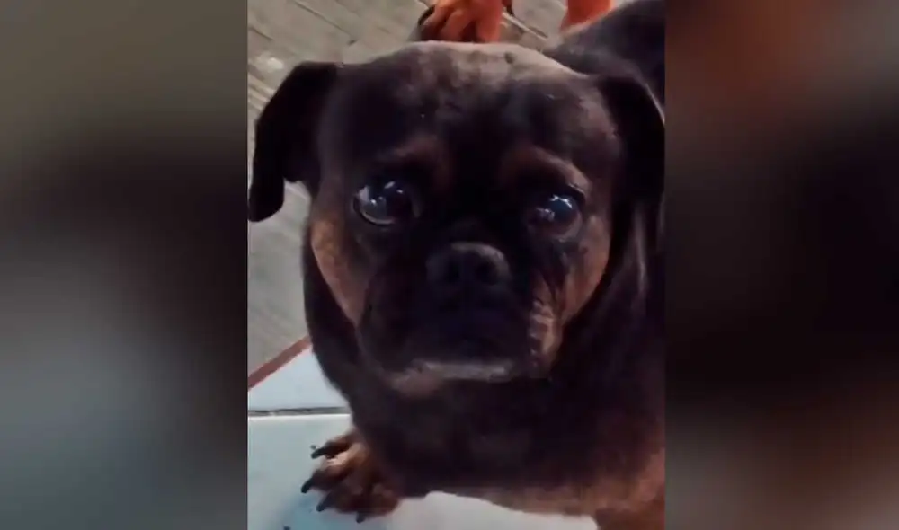 Desliza las imágenes para conocer un poco más de este simpático perro que generó ternura en redes sociales. Foto: captura de TikTok/ Naomi Galván Desliza las imágenes para conocer un poco más de este simpático perro que generó ternura en redes sociales. Foto: captura de TikTok/ Naomi Galván