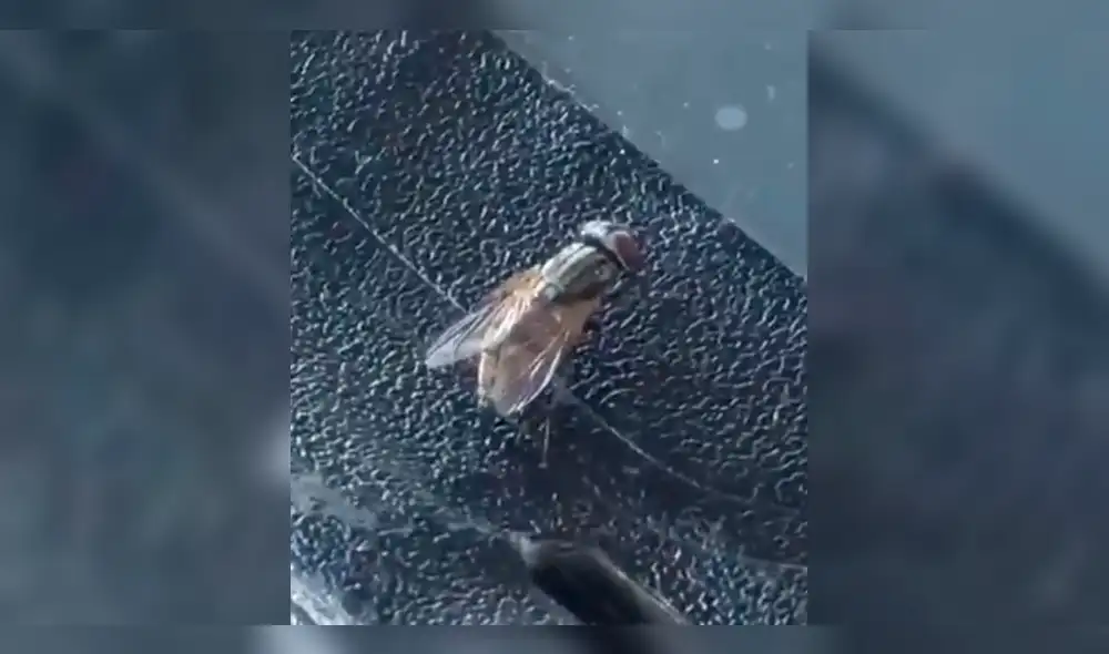 Vía Facebook: mosca es graba orinando y la escena dejó a miles sin palabras [VIDEO]