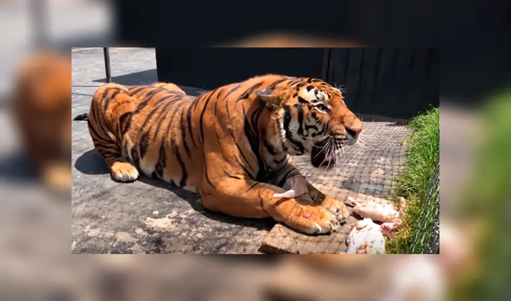 Feroz tigre tuvo violenta reacción con el hombre que lo cuidó de bebé.