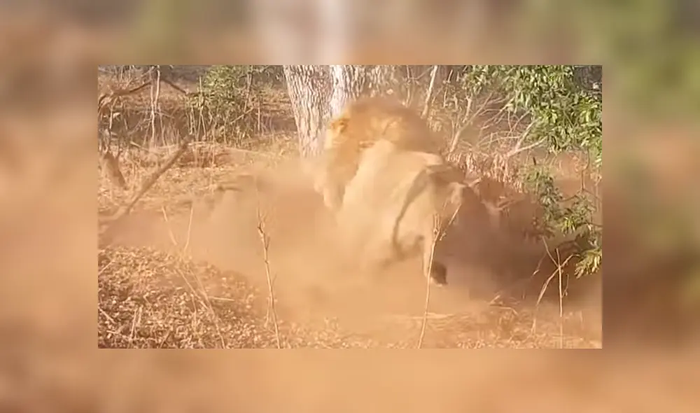 Un turista quedó aterrado al grabar en un video viral de YouTube el instante en que dos leones cavaron un misterioso hueco, sin imaginar que extraerían una asustada criatura.