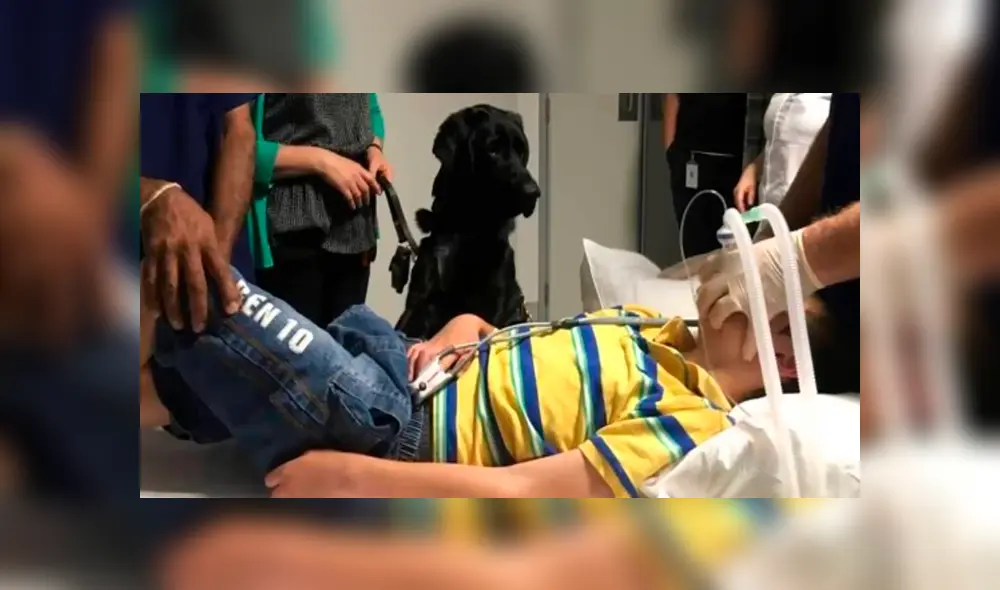 Mahe, el perro que cuida a su dueño autista en la camilla de un hospital [FOTO]