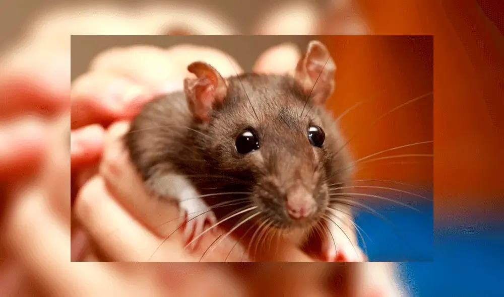 Las crías de ratas presentaron daño cerebral debido al maltrato de sus madres. Foto: Vanguardia Mx. Las crías de ratas presentaron daño cerebral debido al maltrato de sus madres. Foto: Vanguardia Mx.