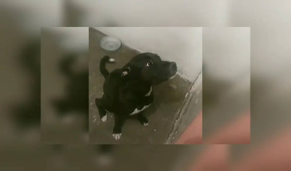 Desliza hacia la izquierda para ver la increíble reacción de este perro al enterarse que era 'adoptado'. Desliza hacia la izquierda para ver la increíble reacción de este perro al enterarse que era 'adoptado'.