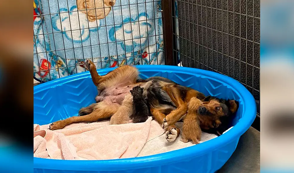 Desliza las imágenes para conocer el conmovedor gesto de una perrita al acoger a unos gatos recién nacidos. Foto: captura de Facebook