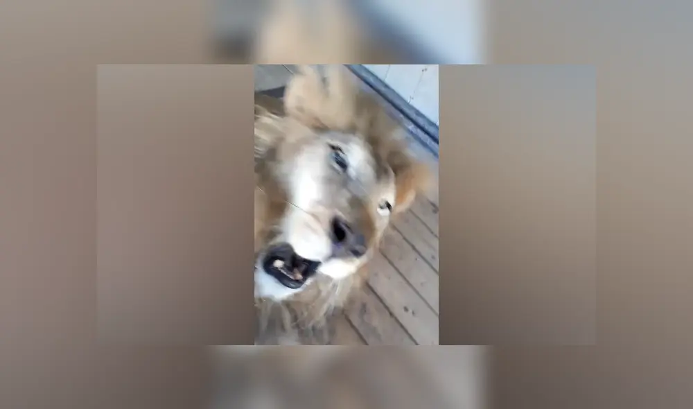 Desliza hacia la izquierda para ver las imágenes del viral de Facebook. Foto: Captura. Desliza hacia la izquierda para ver las imágenes del viral de Facebook. Foto: Captura.