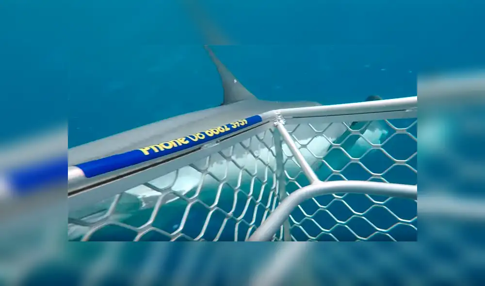 Turista conoce a enorme tiburón en el mar y escualo lo recibe con feroz ataque [VIDEO] 