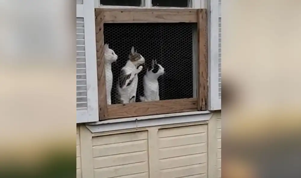 El trío de gatos tuvo una hilarante reacción al ver cómo el balón iba de un lugar a otro. Foto: YouTube