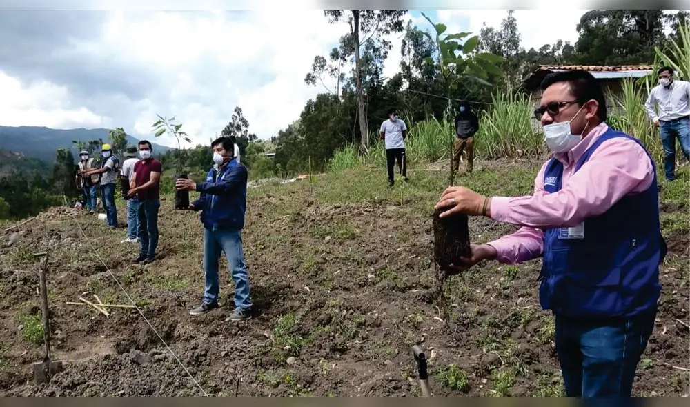 Siembra de plantones de palta en Chota