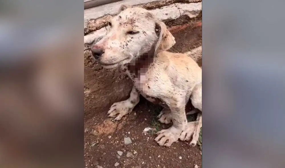 Desliza las imágenes para ver la increíble transformación que experimentó este perrito callejero tras ser rescatado. Fotocaptura: Kathia Acosta /TikTok Desliza las imágenes para ver la increíble transformación que experimentó este perrito callejero tras ser rescatado. Fotocaptura: Kathia Acosta /TikTok
