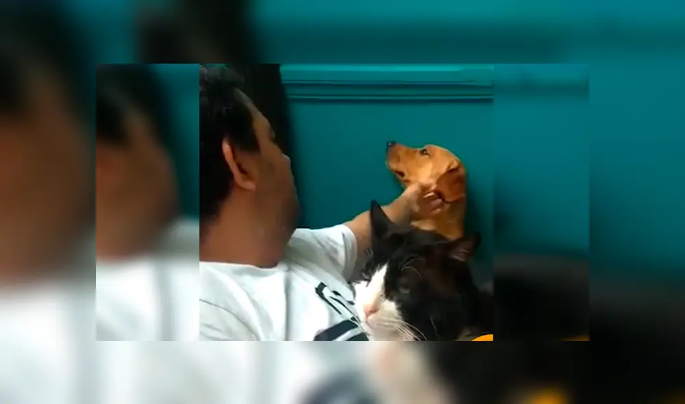 En Facebook, un perro se puso celoso al apreciar que su dueño daba amorosas caricias a un gato.