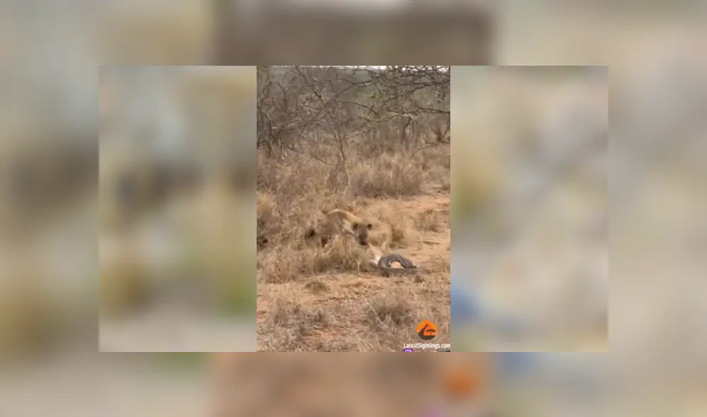 Desliza para ver el desenlace de este video viral de YouTube. Foto: Captura. Desliza para ver el desenlace de este video viral de YouTube. Foto: Captura.