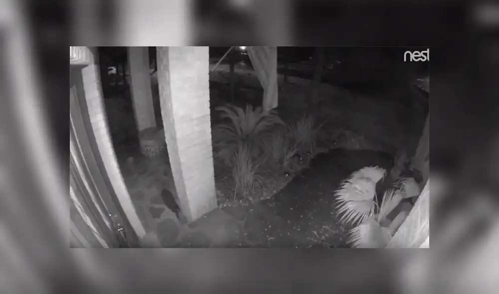 YouTube viral: espeluznante “gato fantasma” es captado caminando en la calle y desapareciendo de la nada [VIDEO] 