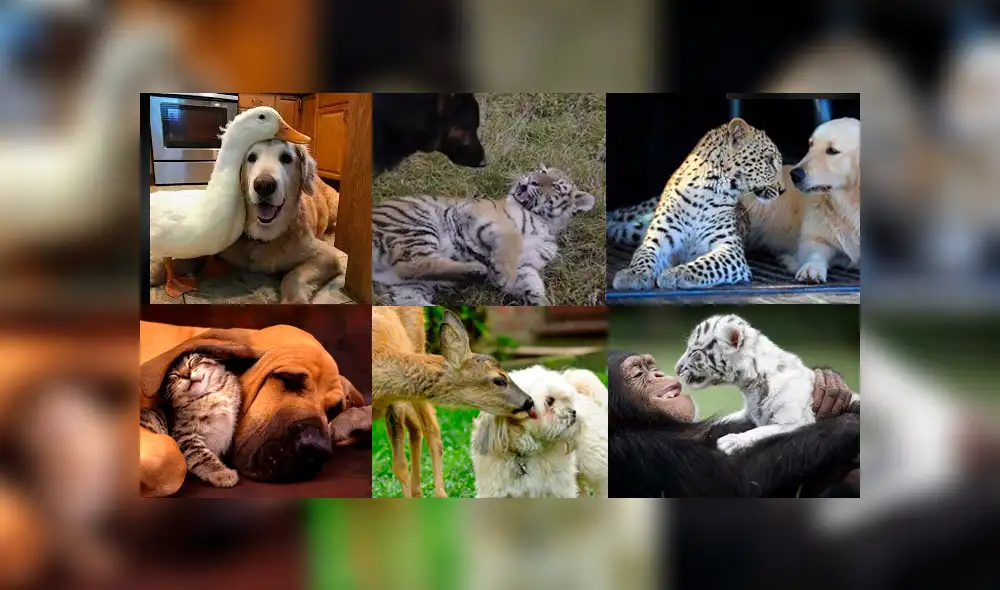 Los animales son seres sensibles capaces de llevarse bien con otros animales. (Foto: composición) Los animales son seres sensibles capaces de llevarse bien con otros animales. (Foto: composición)