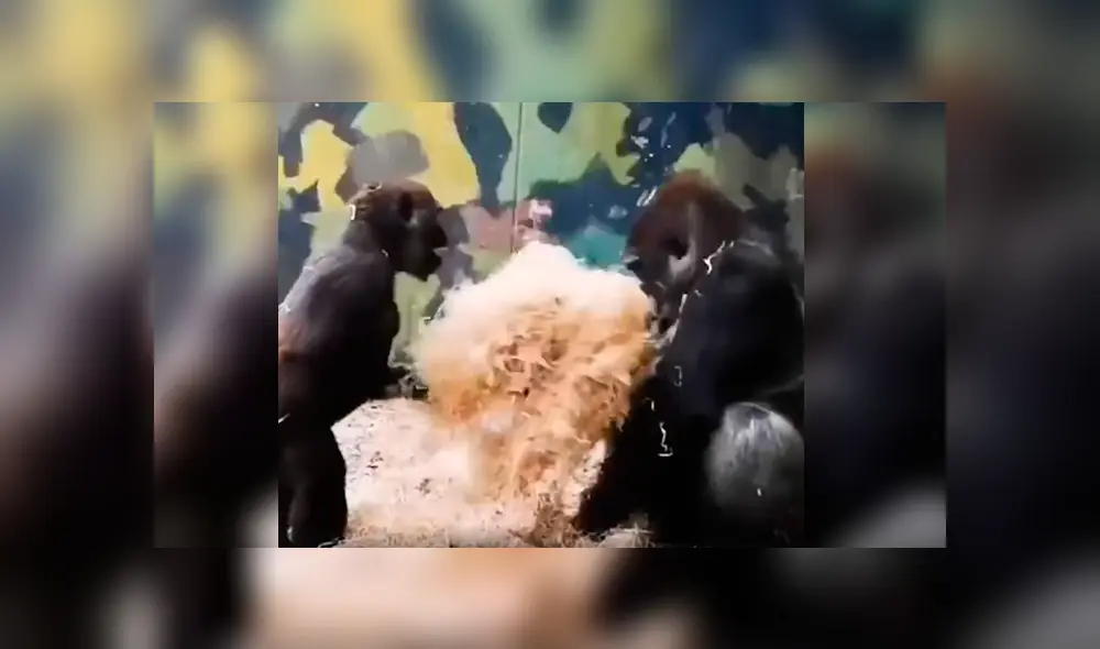 Vía Facebook. Travieso gorila no dejaba de molestar a su mamá tratando de llamar la atención sin esperar la inesperada respuesta de parte de esta