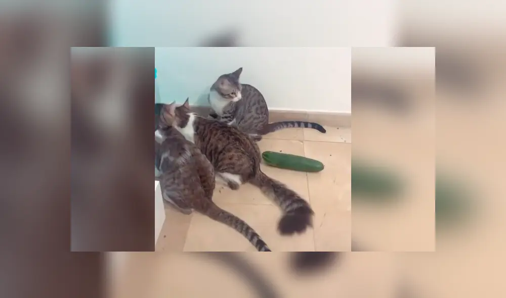 Desliza la imagen para ver la reacción de los gatos. Foto: treshermanitosgatunos / Tikok