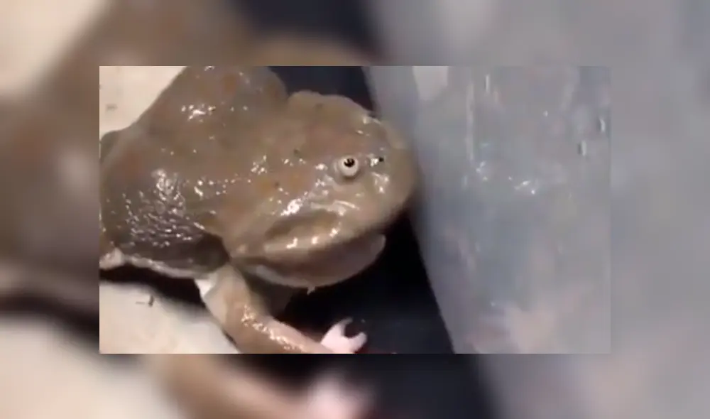Vía Facebook: tocan la piel de una rana y este tiene inesperada reacción [VIDEO]