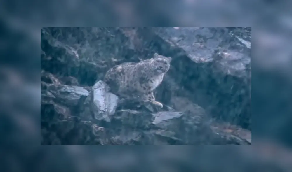 Desliza hacia la izquierda para ver las imágenes del viral de YouTube que revela por qué lo felinos le temen al agua. Desliza hacia la izquierda para ver las imágenes del viral de YouTube que revela por qué lo felinos le temen al agua.