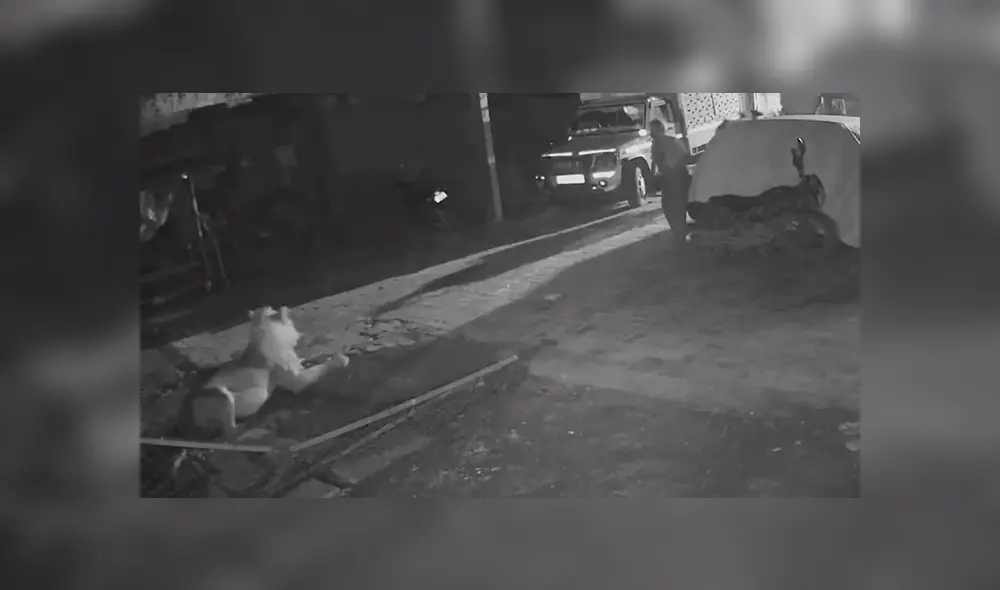 El hombre se percata que es un león que irrumpió en su hogar, tratando de matar a un ternero. El hombre se percata que es un león que irrumpió en su hogar, tratando de matar a un ternero.