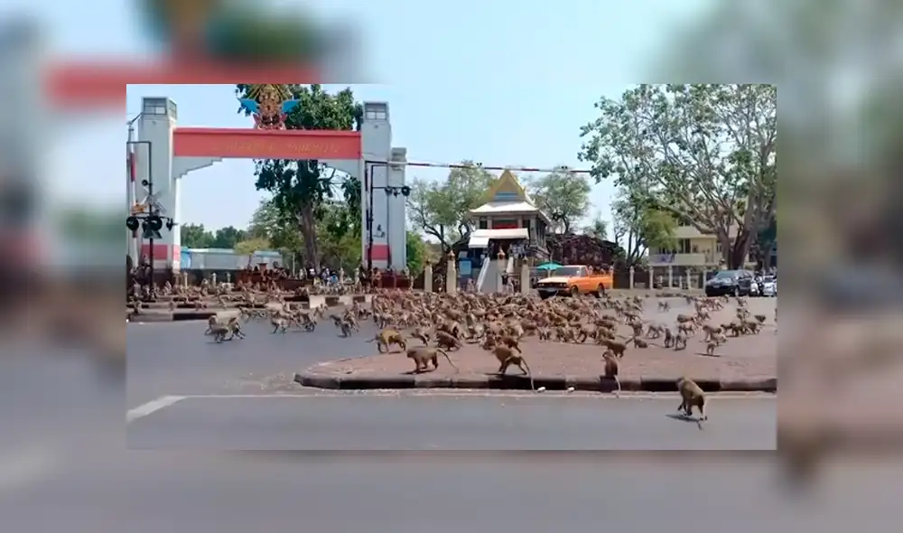 Monos luchan a muerte por un plátano ante la falta de alimentos por el coronavirus [VIDEO] 
