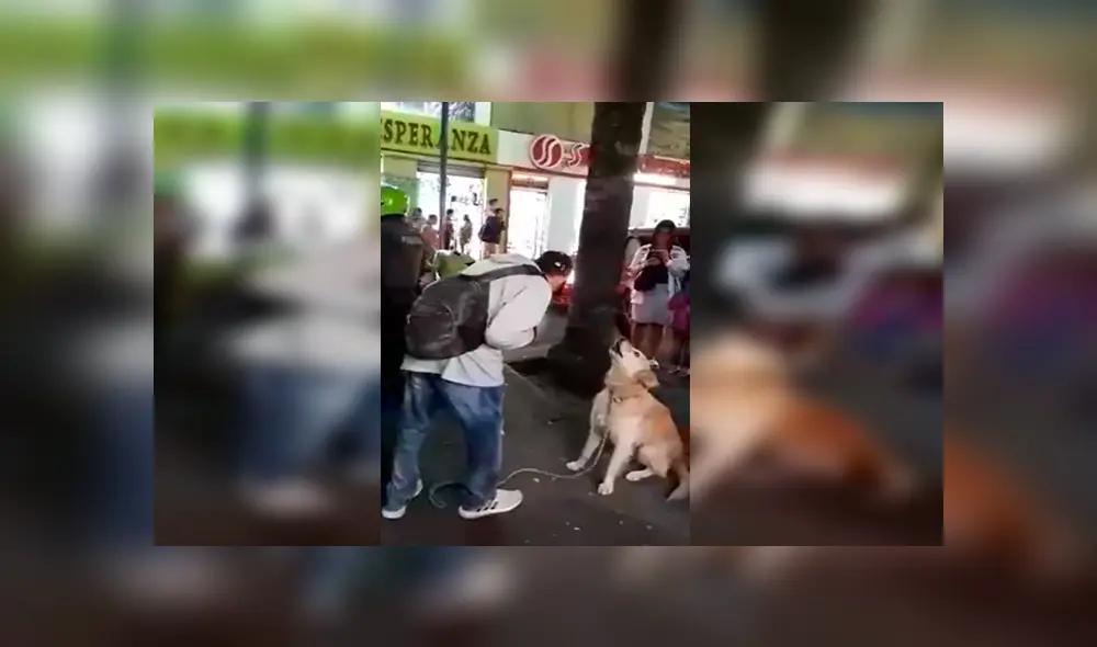 En Facebook, un joven ambulante realizó un espectáculo en la calle junto a su perro que impactó con su acto.