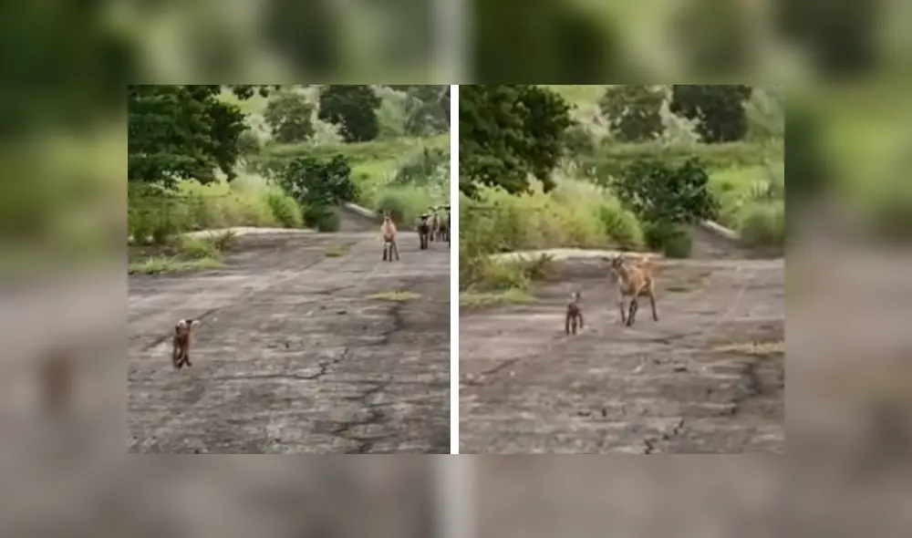 Desliza las imágenes hacia la izquierda para observar el emotivo encuentro entre una cabra y su bebé. Fotocaptura: Clarín. Desliza las imágenes hacia la izquierda para observar el emotivo encuentro entre una cabra y su bebé. Fotocaptura: Clarín.
