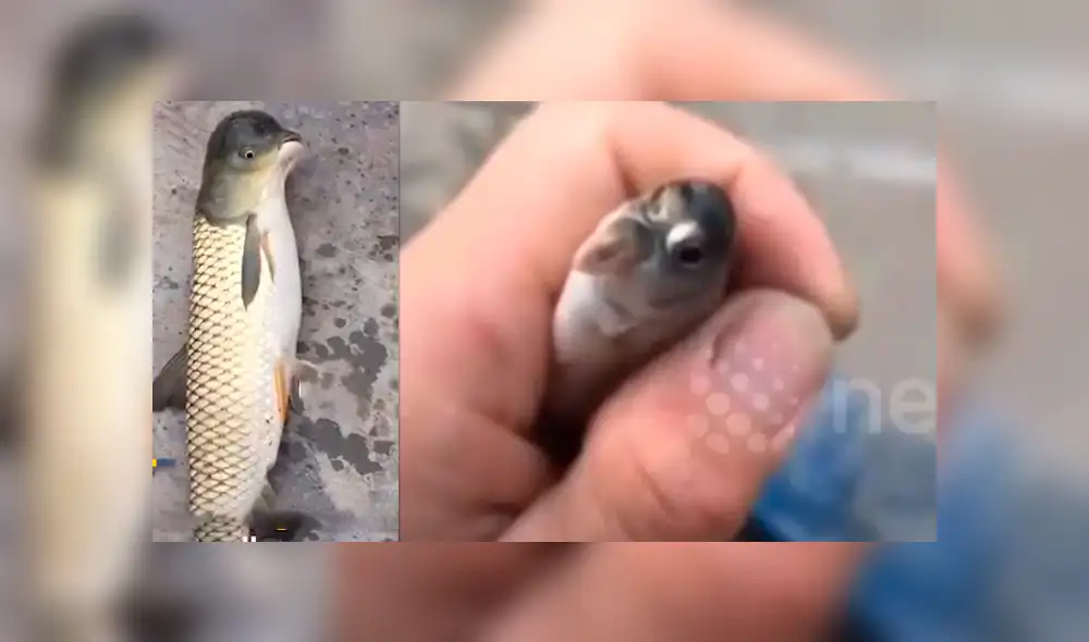 Desliza hacia la izquierda para ver el misterioso aspecto del pez que sufrió una extraña mutación en su cabeza y se ha vuelto viral en Facebook y otras redes sociales.