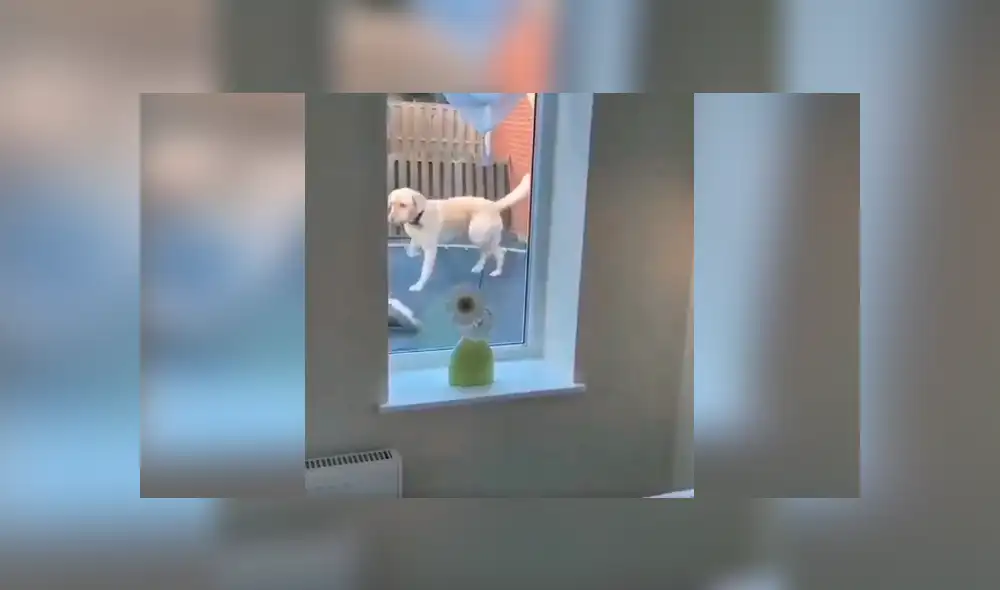 Desliza las imágenes para descubrir la travesura que cometieron un perro junto a un niño en la ausencia de su dueña. Desliza las imágenes para descubrir la travesura que cometieron un perro junto a un niño en la ausencia de su dueña.