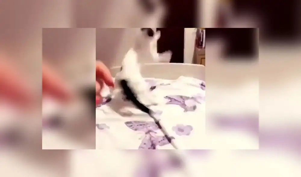 Desliza para disfrutar de la adorable actuación de este peculiar minino. Foto: Captura. Desliza para disfrutar de la adorable actuación de este peculiar minino. Foto: Captura.