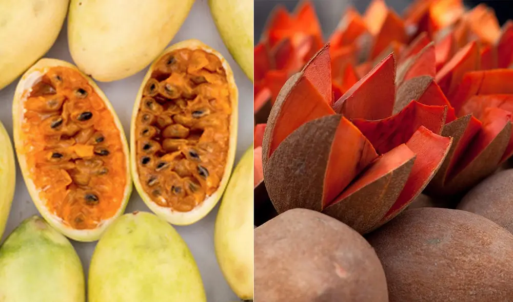 tumbo zapote mamey tumbo zapote mamey