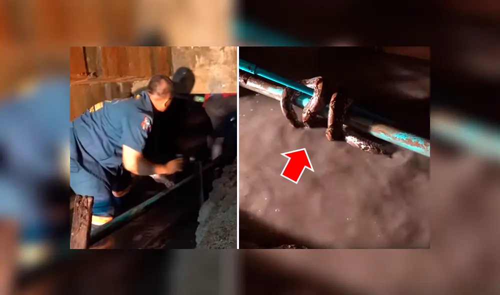 Un video viral de YouTube mostró el instante en que un hombre sacó con sus manos a una peligrosa criatura que se enroscó entre los tubos oxidados de una alcantarilla. Un video viral de YouTube mostró el instante en que un hombre sacó con sus manos a una peligrosa criatura que se enroscó entre los tubos oxidados de una alcantarilla.