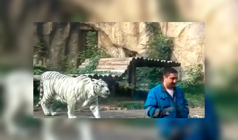 Un video viral de YouTube muestra la reacción que tuvo un tigre blanco al estar a pocos metros de turista, en zoológico. Un video viral de YouTube muestra la reacción que tuvo un tigre blanco al estar a pocos metros de turista, en zoológico.