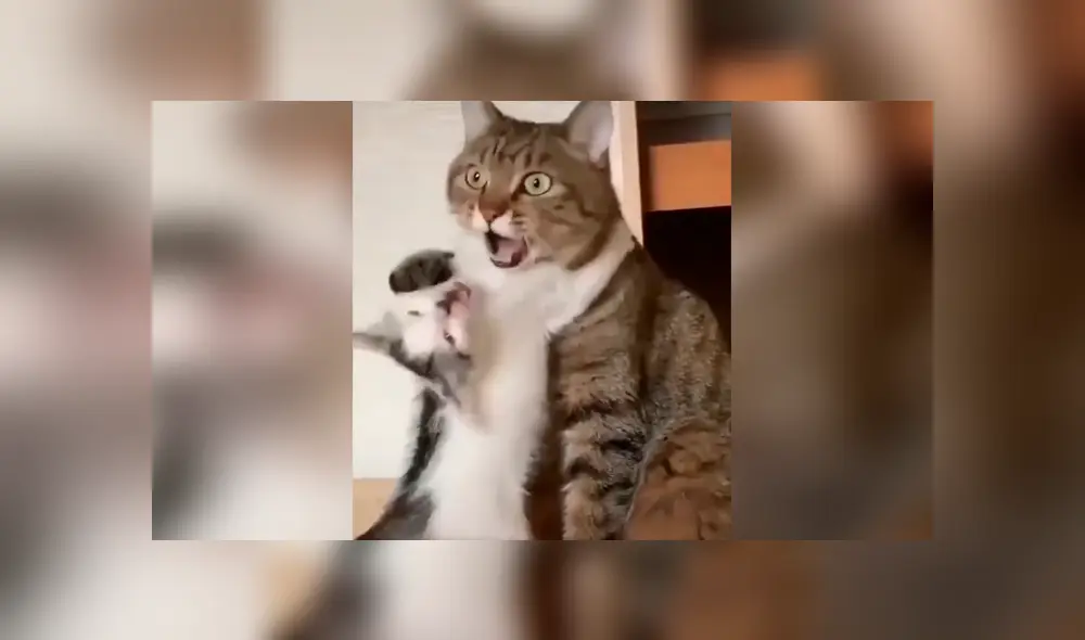 Desliza las imágenes para conocer la triste reacción de un gato bebé al ser ignorado por su madre. Foto: Captura. Desliza las imágenes para conocer la triste reacción de un gato bebé al ser ignorado por su madre. Foto: Captura.