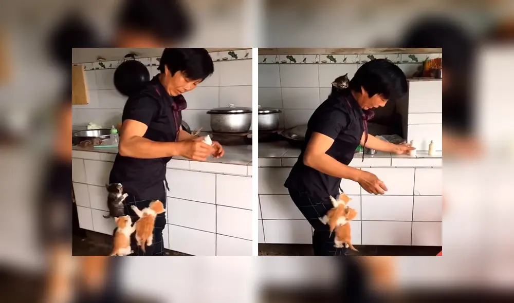 En Facebook, unos gatos hambrientos se subieron encima de su dueña para ‘exigir’ sus alimentos. En Facebook, unos gatos hambrientos se subieron encima de su dueña para ‘exigir’ sus alimentos.