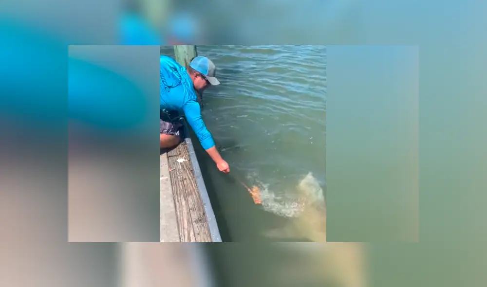 El video viral de Facebook registró el momento en que un tiburón emergió del mar para atacar a un pescador. El video viral de Facebook registró el momento en que un tiburón emergió del mar para atacar a un pescador.