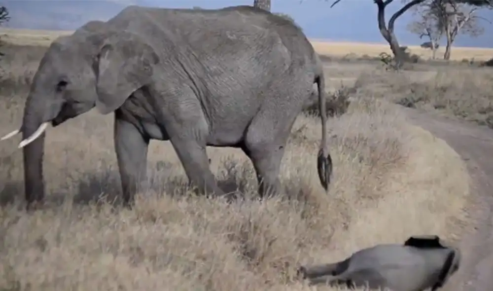 Desliza las imágenes para ver más detalles sobre esta curiosa escena que se hizo viral en redes sociales. Foto: captura de Twitter