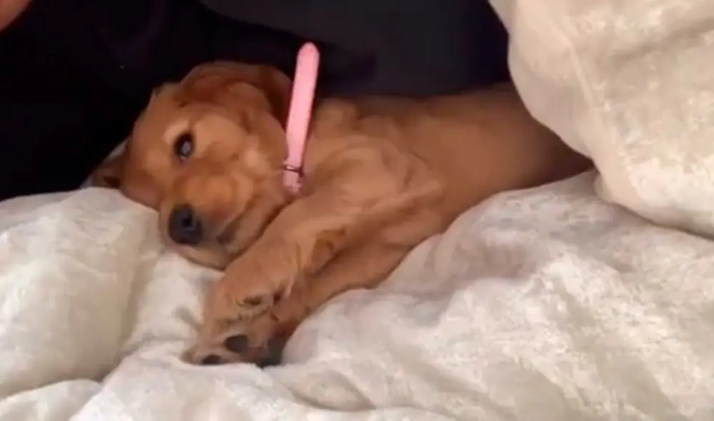 Desliza las imágenes para ver la curiosa escena que protagonizó este pequeño perro al escuchar que su dueña llegó a casa. Foto: captura de TikTok/@jessicathompson871 Desliza las imágenes para ver la curiosa escena que protagonizó este pequeño perro al escuchar que su dueña llegó a casa. Foto: captura de TikTok/@jessicathompson871