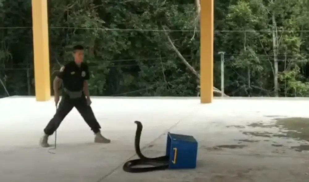 Desliza hacia la izquierda para ver las imágenes del video viral. Foto: Captura de YouTube Desliza hacia la izquierda para ver las imágenes del video viral. Foto: Captura de YouTube